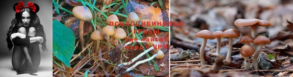 MDMA Premium VHQ Елизово
